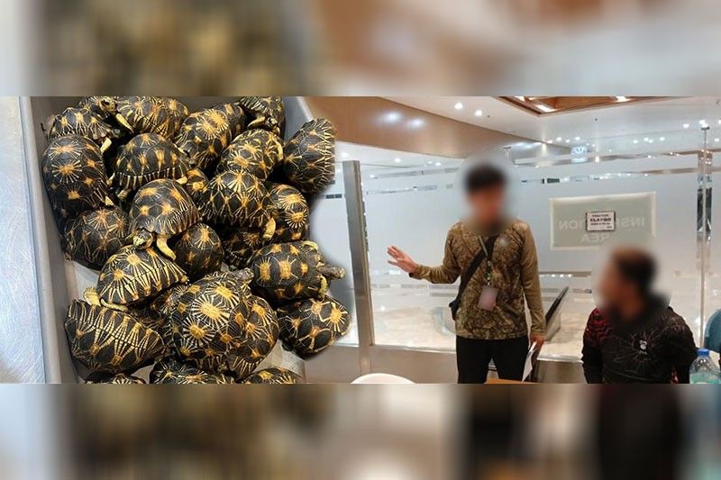 Malaysian held over Indian Star tortoise smuggling