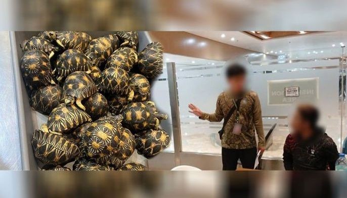 Malaysian held over Indian Star tortoise smuggling