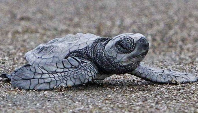 Injured sea turtle rescued in Baseco