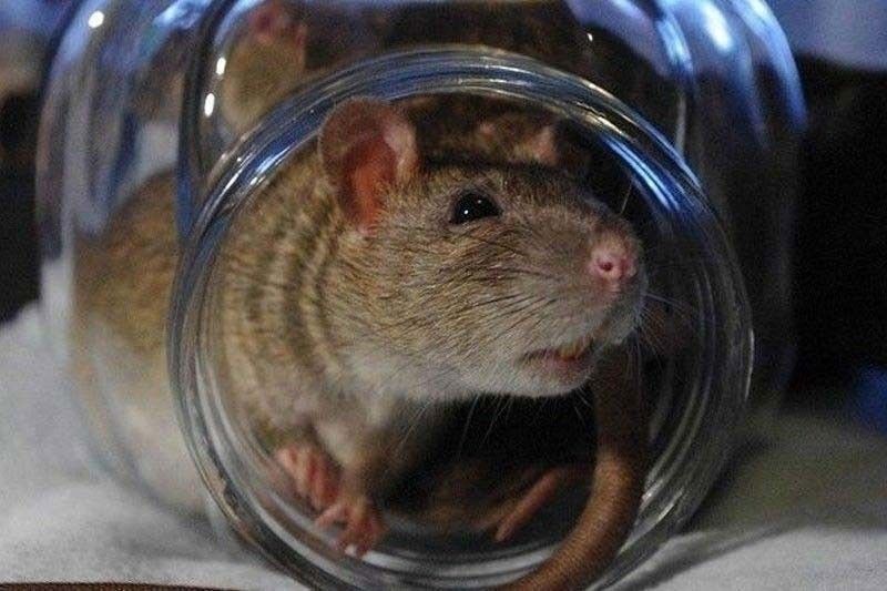 Rat swimming in soup? Magalong orders probe