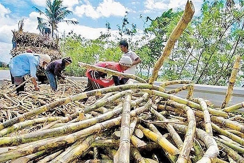 State of emergency mulled over sugarcane pest attack
