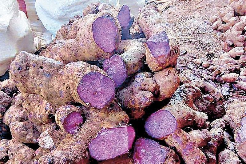 Improved ube varieties in development at UPLB