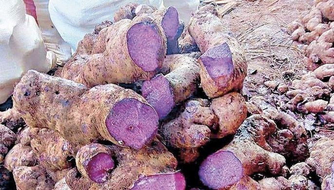 Improved ube varieties in development at UPLB
