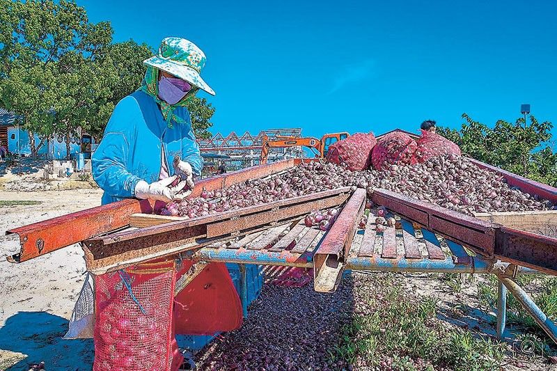 Jollibee Foundation Partners with Bank of the Philippine Islands for Onion Farmers' Financing