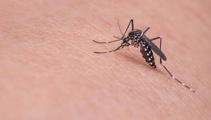 Anti-dengue campaign intensified amid rainy season