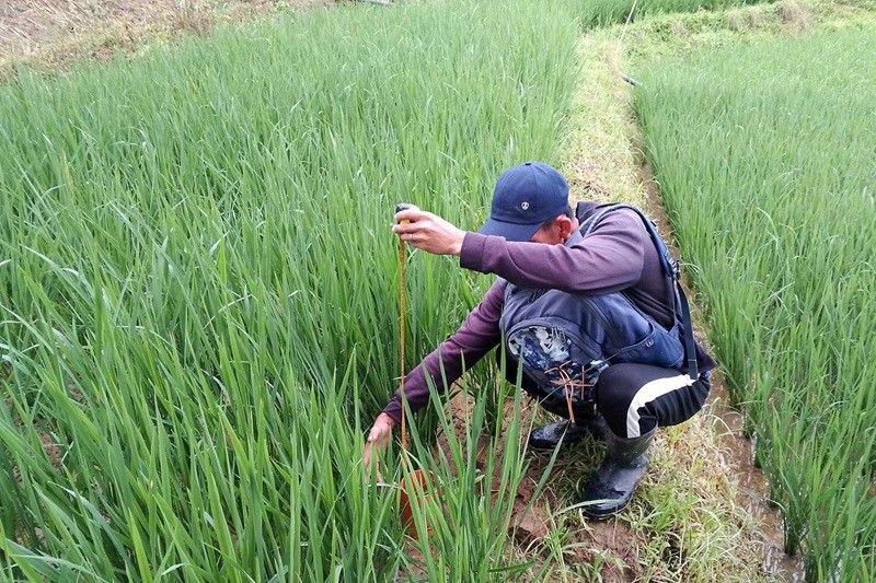 NIA activates El Niño preparedness, water management measures