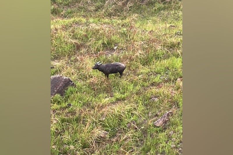 Tamaraw population in Mindoro park up 12 percent