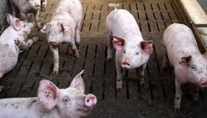 Visayas LGUs ban hogs, pork from ASF-hit areas
