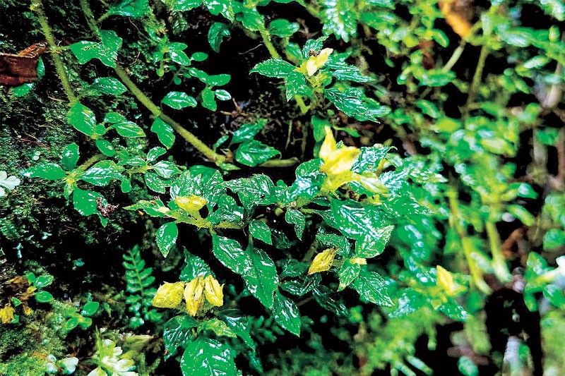 Rare plant rediscovered in Mount Apo park