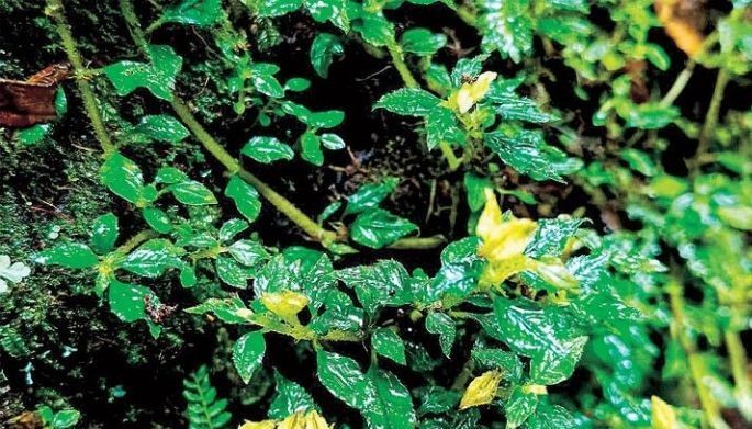 Rare plant rediscovered  in Mount Apo park