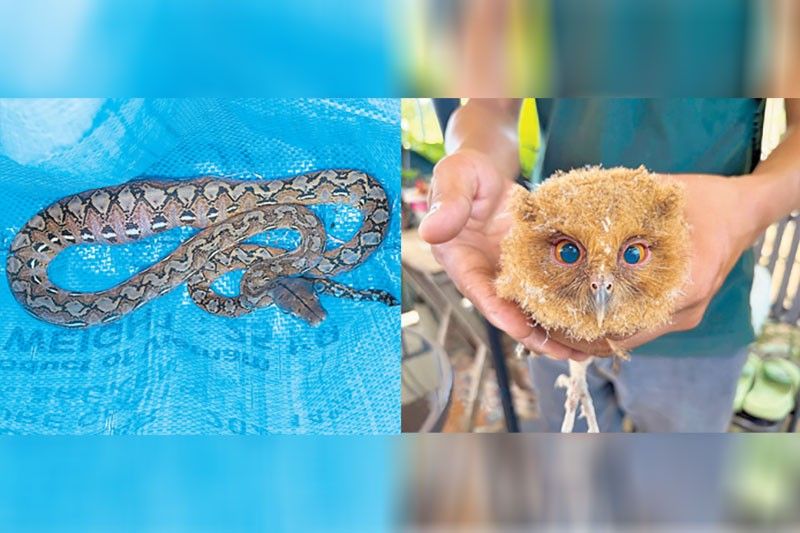 Reticulated python, scops owl rescued in Bulacan