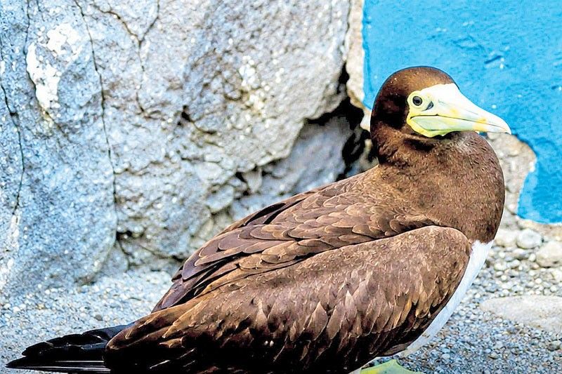 Endangered brown booby seabird spotted in Ilocos Sur