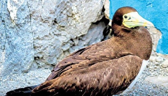 Endangered brown booby seabird spotted in Ilocos Sur