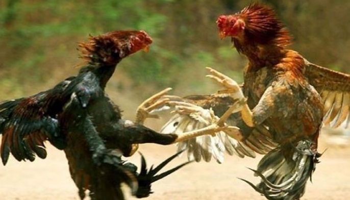 Negros Occidental board member probed over e-cockfight