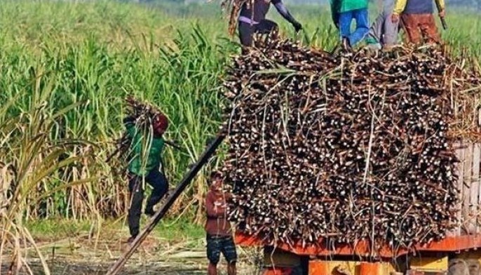 Pest attack continues to threaten sugar industry