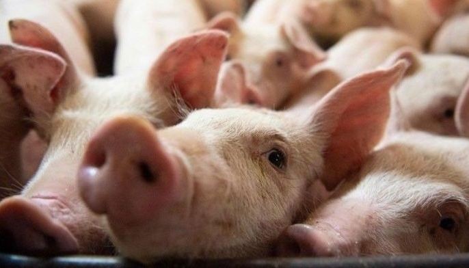 Quirino hog farm suspended for violating sanitation rules