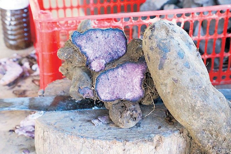 DA seeks better protection for ube planting varieties