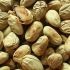 Langka seeds as healthy snack to eat