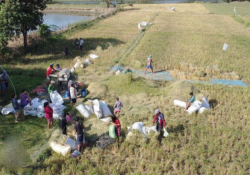 NFA: Palay buying price to increase to P21/kilo