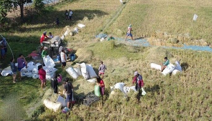 NFA: Palay buying price to increase to P21/kilo