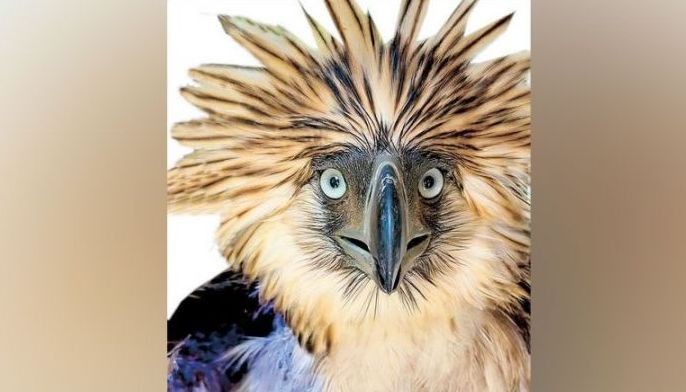 Recognition sought for farmer who rescued injured Philippine Eagle