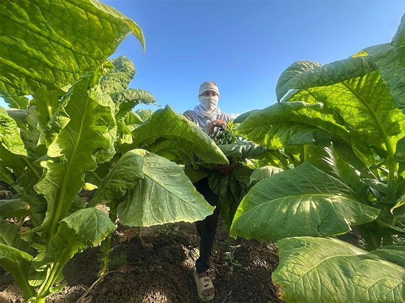 NTA tightens tobacco production mandate