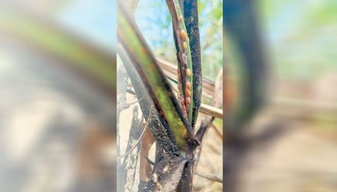 Sugar capital sounds alarm on worsening pest infestation