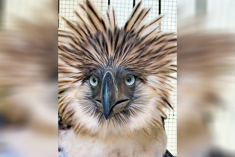 Rescued Philippines Eagle dies during rehab
