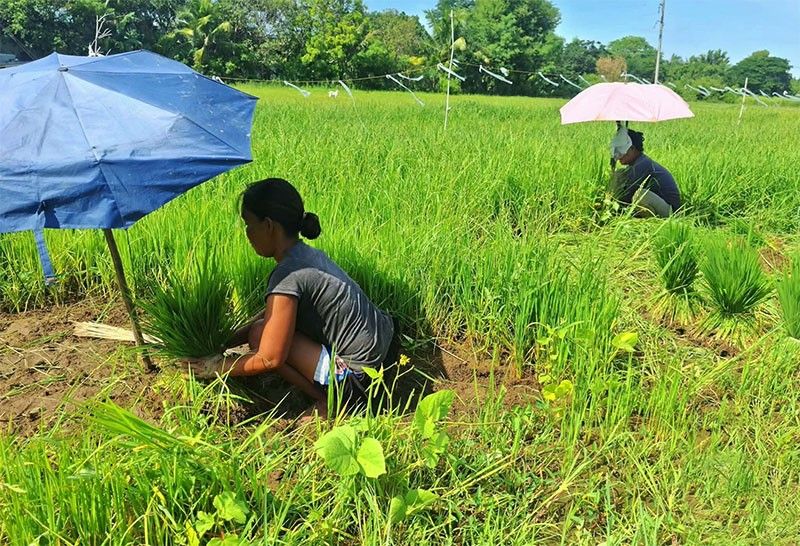 Kalinga farmers urged to delay palay planting