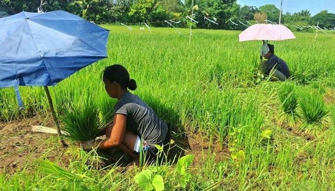 Kalinga farmers urged to delay palay planting