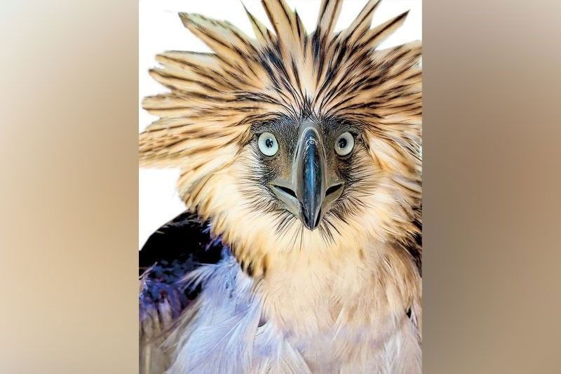 Rescued Philippine Eagle not attacked by monkeys?