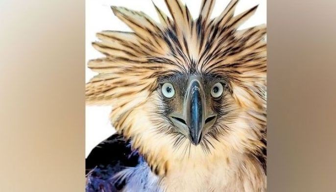 Rescued Philippine Eagle not attacked by monkeys?