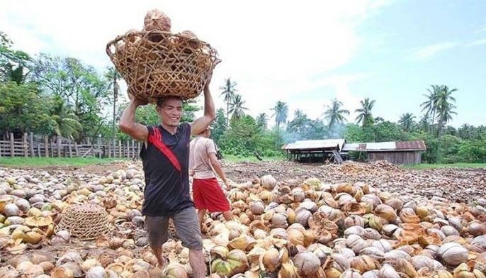 PCA seeks regulatory powers for copra prices