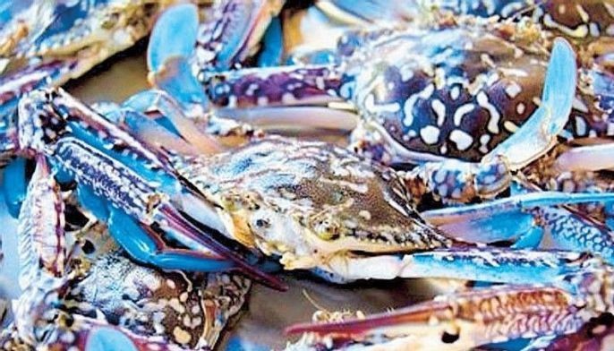 BFAR to enforce stricter fishing rules for blue crab