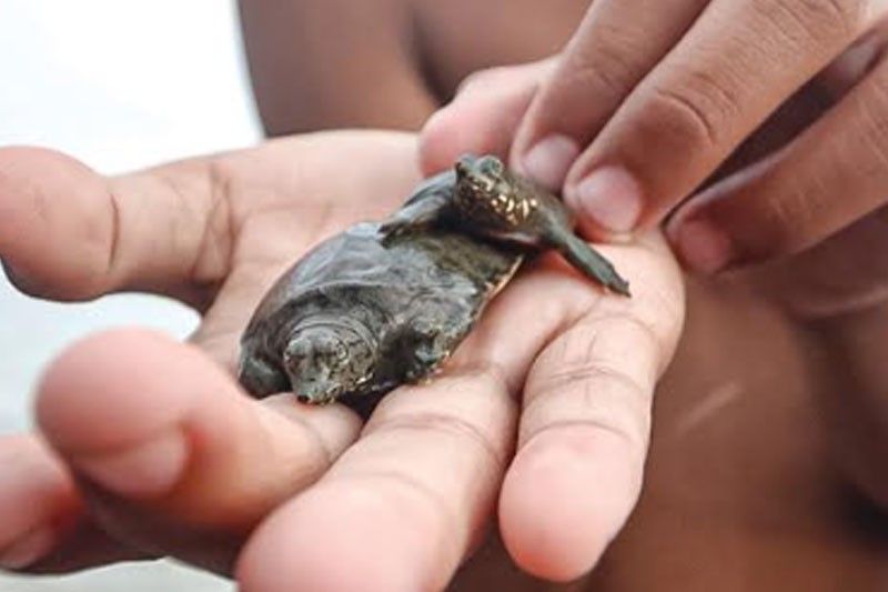 Lahi nga klase sa pawikan nakit-an diha sa barangay Ermita