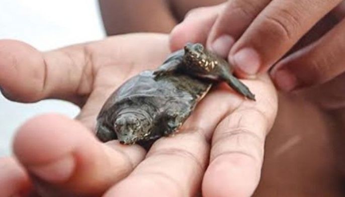 Lahi nga klase sa pawikan nakit-an diha sa barangay Ermita