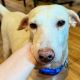 Rescued Aklan dog Felicia gets free flight to new US home