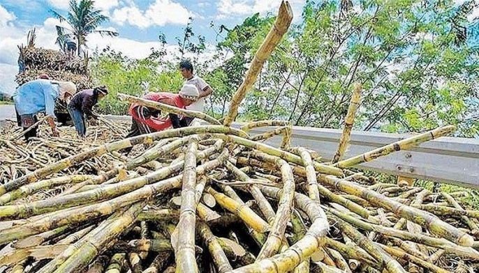 Sugarcane farmers hit by RSSI infestation to receive assistance