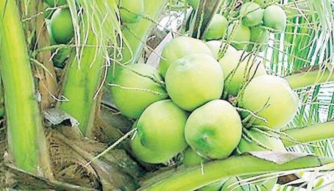 Another record-high exports of coconuts expected this year