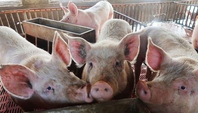 City culls 20 hogs due to ASF scare