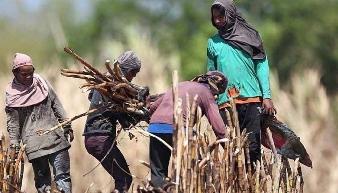 SRA steps up fight vs sugarcane pests