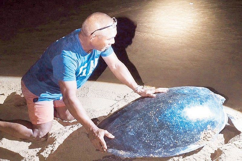 100-kg turtle rescued, returned to sea