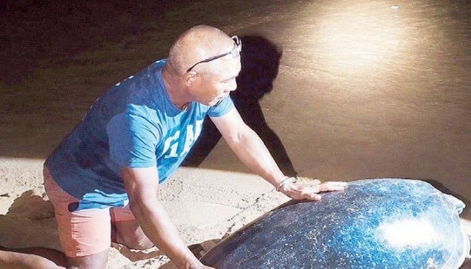 100-kg turtle rescued, returned to sea
