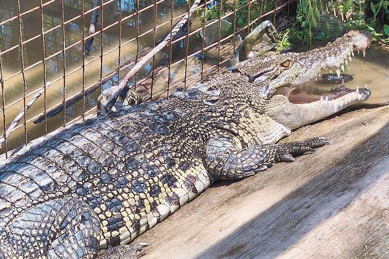 3 endangered saltwater crocodiles rescued in Zambales