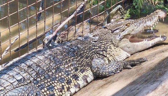 3 endangered saltwater crocodiles rescued in Zambales