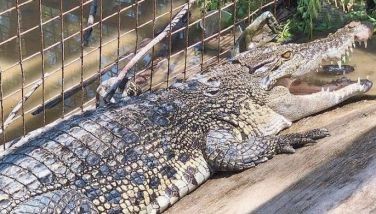 3 endangered saltwater crocodiles rescued in Zambales