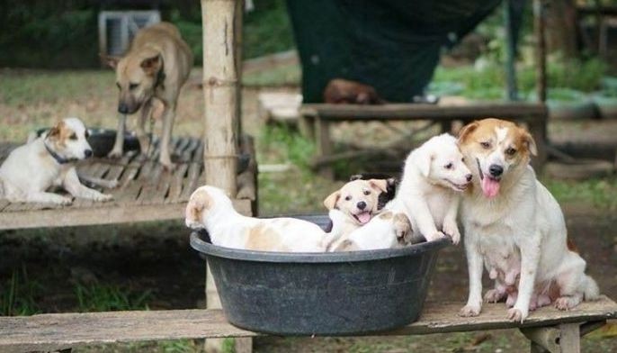 Lapu-Lapu, IRONMAN deny group&rsquo;s claims: City government says no dogs killed