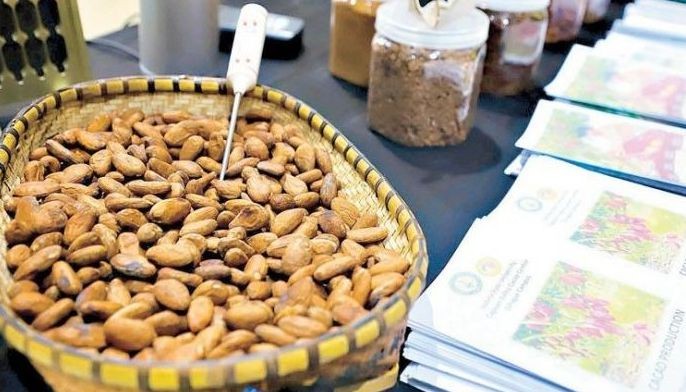 Isabela government focuses on cacao farming