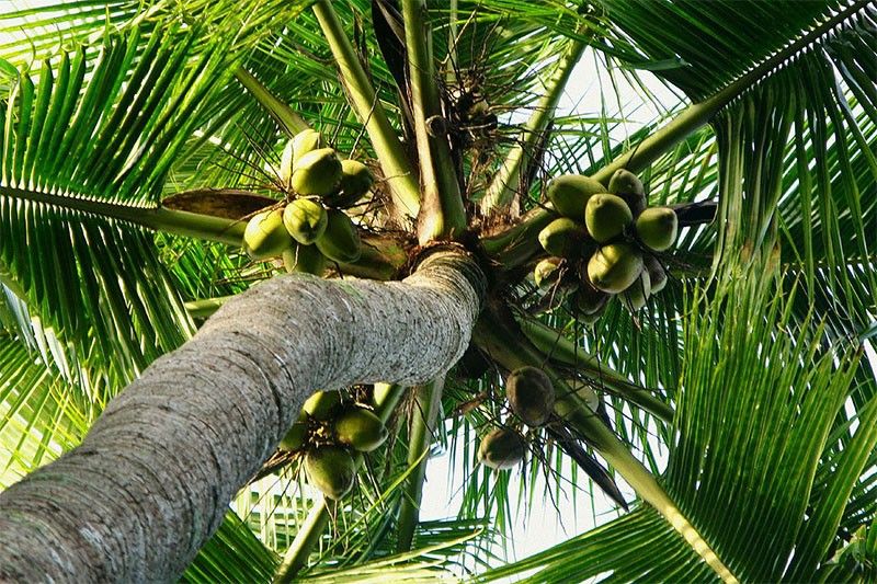 PCA, Mitsui set farm trial to boost coconut yield