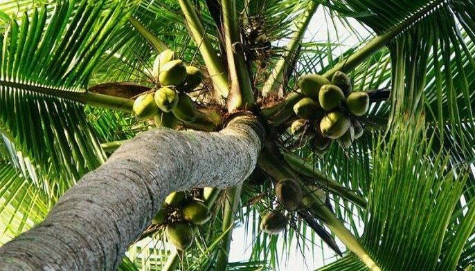 PCA, Mitsui set farm trial to boost coconut yield